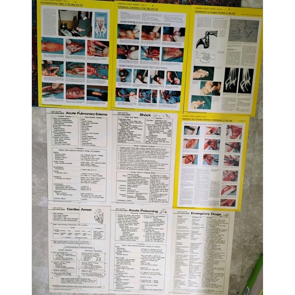 Vtg 1976 Veterinary Anatomy Chart Portfolio Veterinary Practice Publishing Co CA